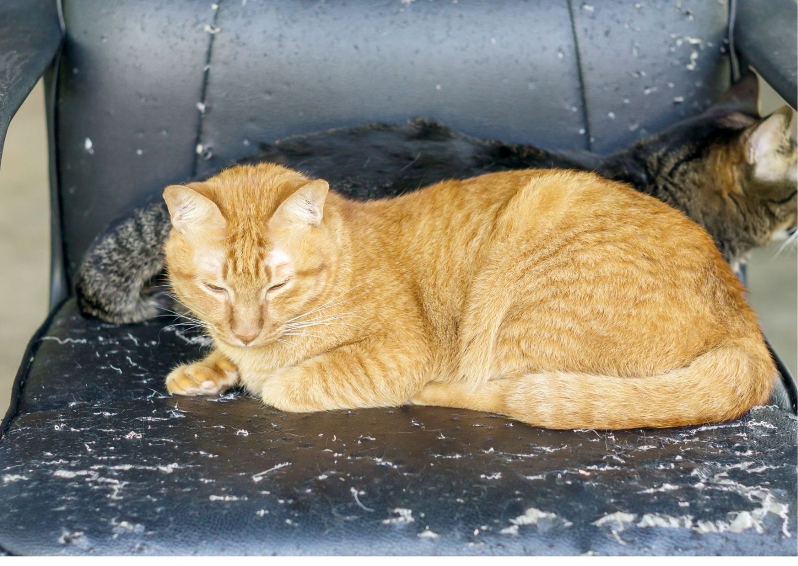 Kedi Tırmalamasına Dayanıklı Koltuk Kumaşı