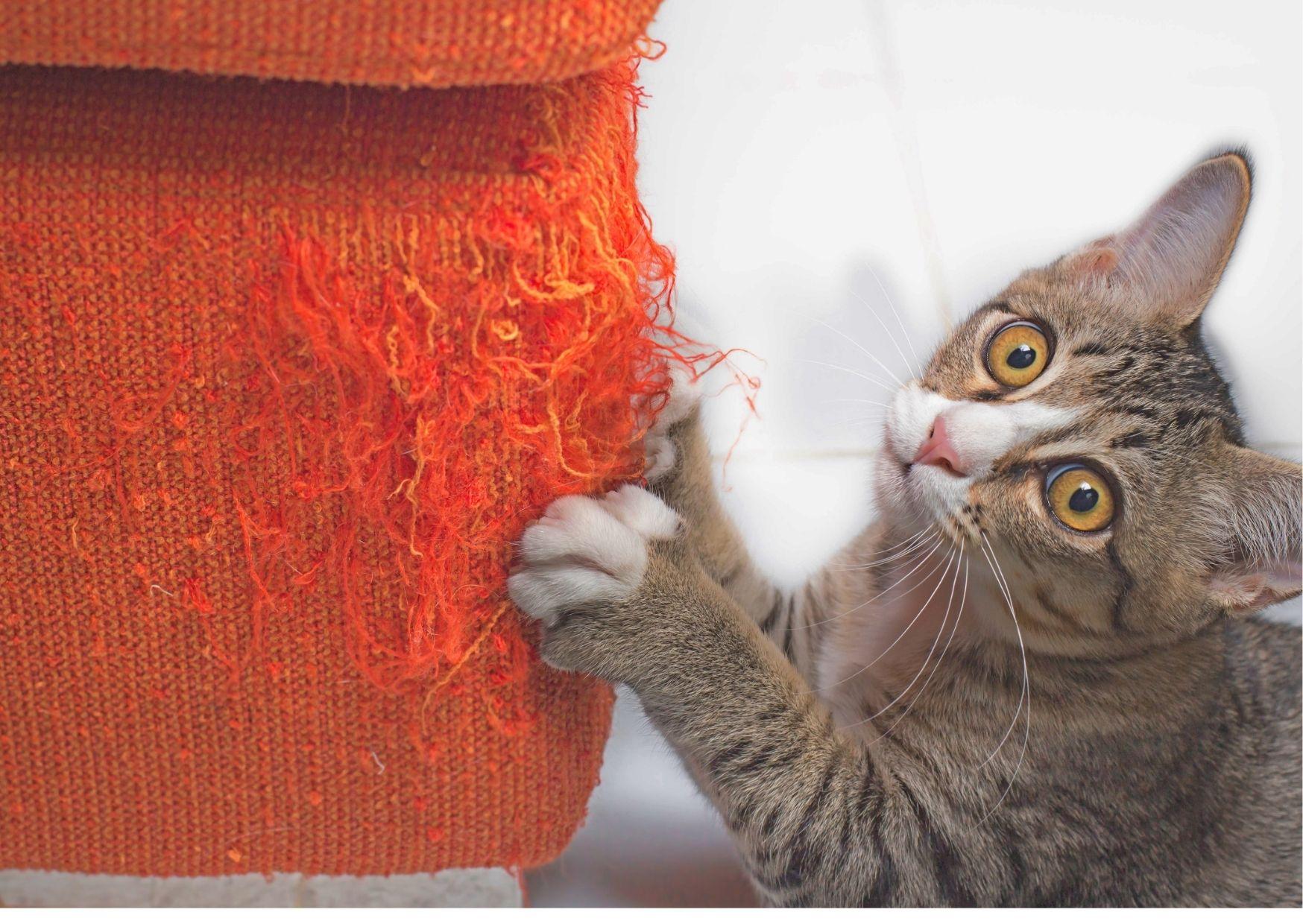 Kedi Tırmalamasına Dayanıklı Koltuk Kumaşı