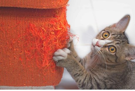 Kedi Tırmalamasına Dayanıklı Koltuk Kumaşı